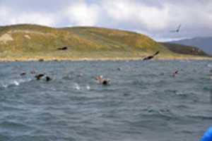 Free download Petrels off Martillo Island free photo or picture to be edited with GIMP online image editor