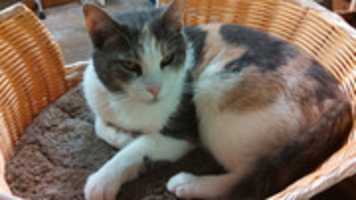 Free download pets-09-02-2016-003 free photo or picture to be edited with GIMP online image editor