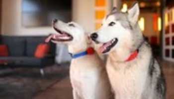 Free picture Pet Tech E Collars to be edited by GIMP online free image editor by OffiDocs