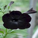 Petunia Black Velvet wallpaper  screen for extension Chrome web store in OffiDocs Chromium