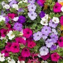 Petunia flower wallpaper  screen for extension Chrome web store in OffiDocs Chromium