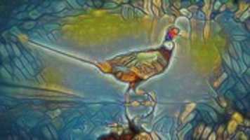 Free download Pheasant free photo or picture to be edited with GIMP online image editor