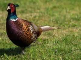 Free download Pheasant Pictures free photo or picture to be edited with GIMP online image editor