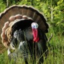Pheasant with ruffled feathers  screen for extension Chrome web store in OffiDocs Chromium