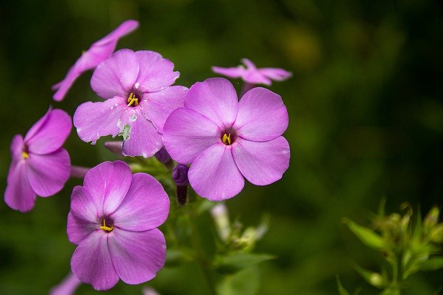 김프 무료 온라인 이미지 편집기로 편집할 수 있는 플록스 핑크 꽃 꽃 꽃잎 무료 사진을 무료로 다운로드하세요.