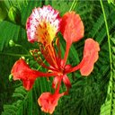 Phoenix flower wallpaper  screen for extension Chrome web store in OffiDocs Chromium