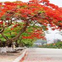 phoenix tree wallpaper  screen for extension Chrome web store in OffiDocs Chromium