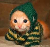 Free download Photographs of Cats and Kittens free photo or picture to be edited with GIMP online image editor