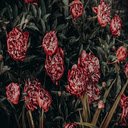 Photo of Red Peonies Painting  screen for extension Chrome web store in OffiDocs Chromium