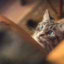 Photo of Tabby Cat  screen for extension Chrome web store in OffiDocs Chromium