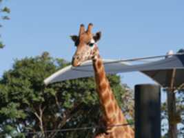 Free download Photos of Giraffe in a Zoo free photo or picture to be edited with GIMP online image editor