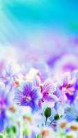 Free download pics11 free photo or picture to be edited with GIMP online image editor