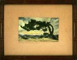 Free download Picture of a windswept tree in a wooden frame free photo or picture to be edited with GIMP online image editor