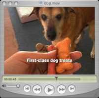 Free download Picture of my dogs vlog free photo or picture to be edited with GIMP online image editor
