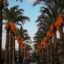 picturesque country road lined with palm trees  screen for extension Chrome web store in OffiDocs Chromium