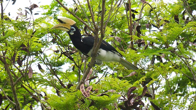Free download pied horn bill nature tree leaf free picture to be edited with GIMP free online image editor