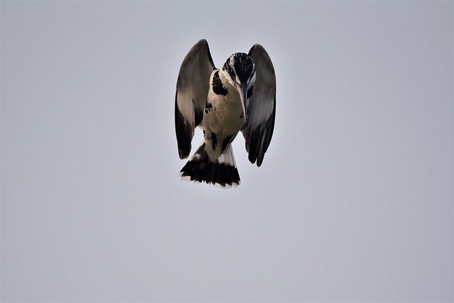 Free download pied kingfisher hovering bird free picture to be edited with GIMP free online image editor