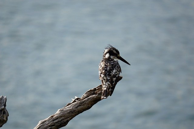 Free download pied kingfisher nature bird animal free picture to be edited with GIMP free online image editor