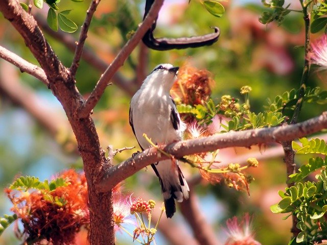 Free download pied triller looking up wild bird free picture to be edited with GIMP free online image editor