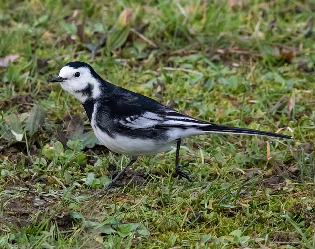 Free download pied wagtail wagtail small bird free picture to be edited with GIMP free online image editor
