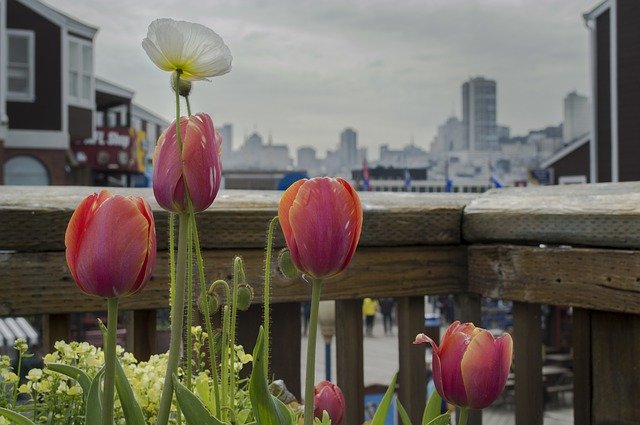 Free download pier san francisco pier 39 tourism free picture to be edited with GIMP free online image editor