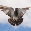 Pigeon  screen for extension Chrome web store in OffiDocs Chromium