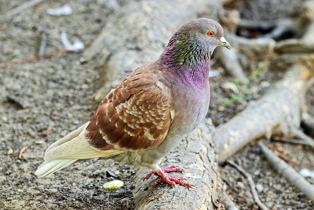 دانلود رایگان عکس پرهای کبوتر حیوان پرنده کبوتر برای ویرایش با ویرایشگر تصویر آنلاین رایگان GIMP