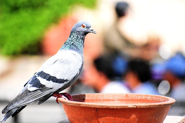 Free download pigeon bird animal perched free picture to be edited with GIMP free online image editor