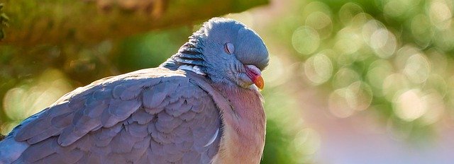 Free download pigeon bird animal sleepy perched free picture to be edited with GIMP free online image editor