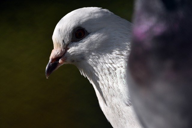 Free download pigeon bird beak eye nature free picture to be edited with GIMP free online image editor
