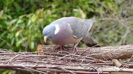Free download Pigeon Bird Feeding -  free video to be edited with OpenShot online video editor