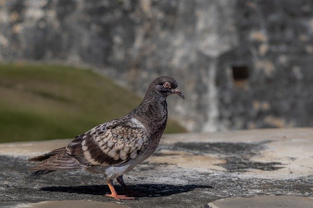Free download pigeon dove bird wildlife animal free picture to be edited with GIMP free online image editor