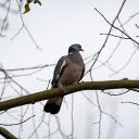 Pigeon on a high tree branch  screen for extension Chrome web store in OffiDocs Chromium