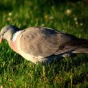 Pigeon on the Grass  screen for extension Chrome web store in OffiDocs Chromium