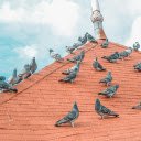 Pigeon on the roof  screen for extension Chrome web store in OffiDocs Chromium
