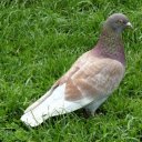 Pigeon on young grass  screen for extension Chrome web store in OffiDocs Chromium