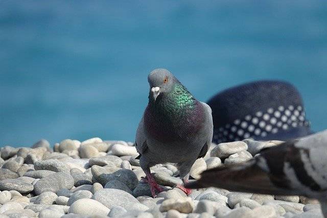 免费下载 Pigeon Pigeons Bird - 使用 GIMP 在线图像编辑器编辑的免费照片或图片