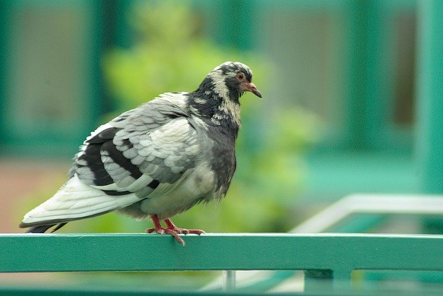 دانلود رایگان قالب عکس Pigeon Railing Sitting برای ویرایش با ویرایشگر تصویر آنلاین GIMP