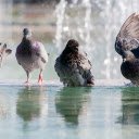 Pigeons by the lake  screen for extension Chrome web store in OffiDocs Chromium