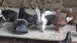 Free download Pigeons Eating Nature -  free video to be edited with OpenShot online video editor