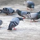 Pigeons eat rice  screen for extension Chrome web store in OffiDocs Chromium