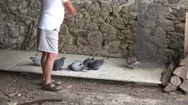 Free download Pigeons Feeding Birds -  free video to be edited with OpenShot online video editor