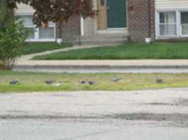 Free download Pigeons Near The Antiques Mall free photo or picture to be edited with GIMP online image editor