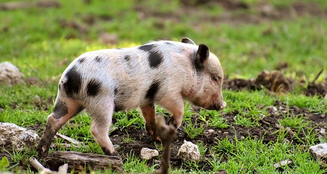 Free download piggy little pigs mini cute funny free picture to be edited with GIMP free online image editor