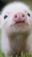 ດາວ​ໂຫຼດ​ຮູບ​ພາບ Pig ຟຣີ​ຫຼື​ຮູບ​ພາບ​ທີ່​ຈະ​ໄດ້​ຮັບ​ການ​ແກ້​ໄຂ​ທີ່​ມີ GIMP ອອນ​ໄລ​ນ​໌​ບັນ​ນາ​ທິ​ການ​ຮູບ​ພາບ​