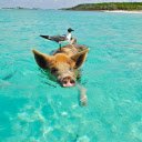 Pig is swimming  screen for extension Chrome web store in OffiDocs Chromium