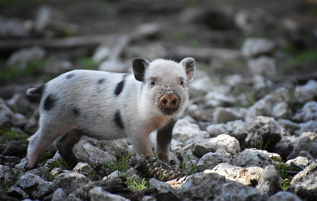 Kostenloser Download Ferkel kleine Schweine Mini süß süß kostenloses Bild, das mit dem kostenlosen Online-Bildeditor GIMP bearbeitet werden kann