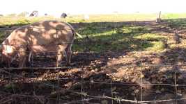 Free download Pig Pink Farm -  free photo or picture to be edited with GIMP online image editor