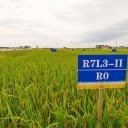 Pilot rice variety  screen for extension Chrome web store in OffiDocs Chromium