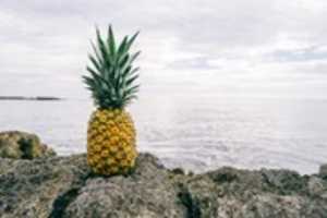 Free download pineapple-supply-co-57813 free photo or picture to be edited with GIMP online image editor